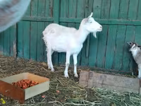 Էգ այծ, Saanen goat — լուսանկար 8