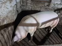 नर सूअर, सूअर — फ़ोटो 4