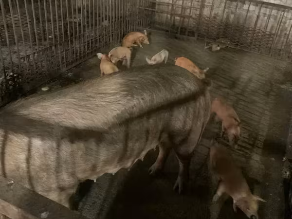 मादा सूअर, Дюрок