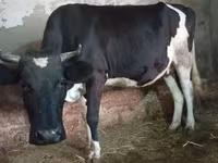 गाय, Russian Black pied cattle — फ़ोटो 8