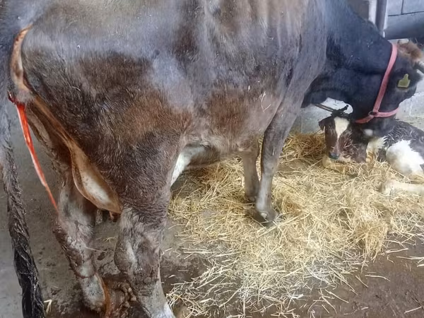 بقرة, Russian Black pied cattle