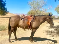 Hengst, Quarter Horse — Foto 5