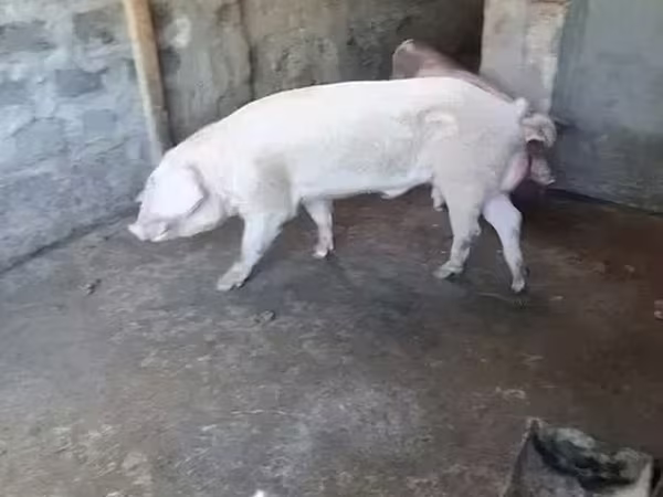 मादा सूअर, सूअर — आर्मेनिया