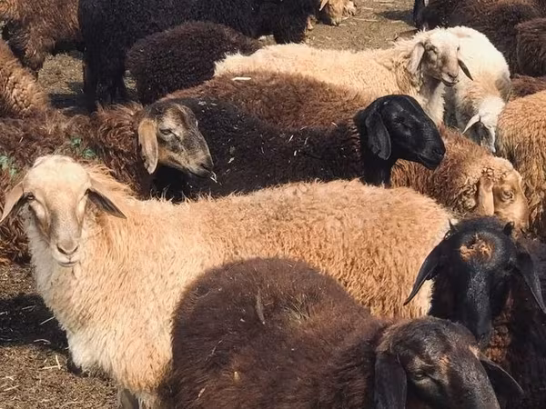 كبش, Katum sheep