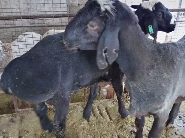 मेढ़ा, Blackheaded Persian sheep
