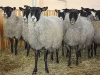 Ոչխար, Romanov sheep — լուսանկար 1