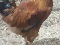 Chickens — photo 3