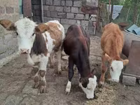 Ցուլ, Simmental cattle — լուսանկար 4