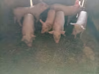 Sow, Pigs — photo 2
