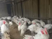 Turkeys — photo 2