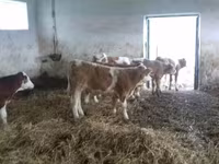 सांड, Simmental cattle — फ़ोटो 1
