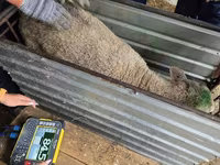 母羊, Kuibyshev sheep — 照片 4