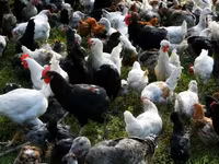 Chickens — Foto 4