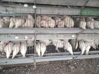 Chickens — լուսանկար 2