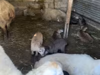 Ոչխար, Ոչխարներ — լուսանկար 2