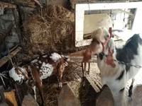 Ешкі, Beetal goats — 1-сурет