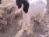 Էգ այծ, Angora goats — լուսանկար 2