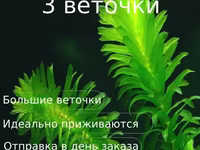 Էլոդեա Դենսա (Elodea densa) – 3 ճյուղ կենդանի ակվարիումային բույս — foto 1