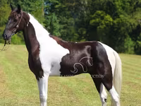 公马, Tennessee Walking Horse — 照片 8
