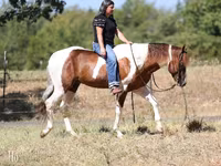 घोड़ा, American paint horse — फ़ोटो 5