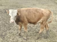 母牛, Red Polled Cow — 照片 8