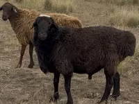 Ram, Kazakh fat-tailed coarsewool sheep — photo 3