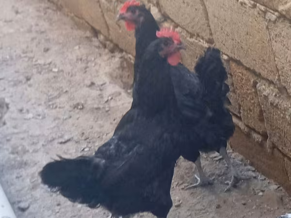 Австралийская бойная