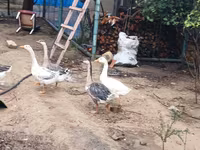 Geese — Foto 3