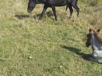 Cavalo, New Altai Horse — foto 3