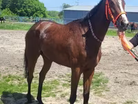 فرس, Arabian horse — الصورة 5
