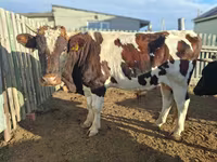 Kuh, Latvian Blue cattle — Foto 8