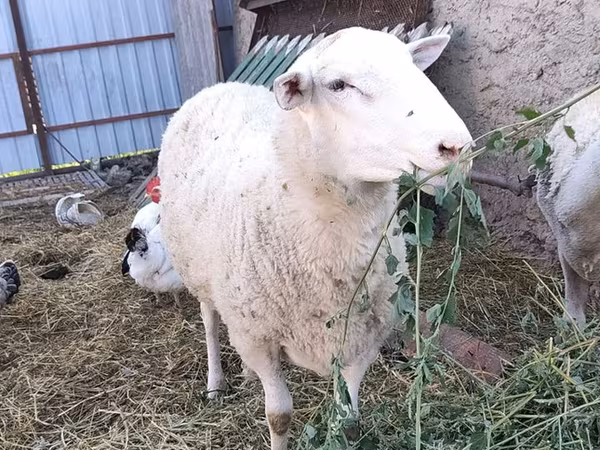 Ram, Romanov sheep