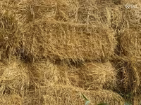 Գարու տուկեր սալոմ — լուսանկար 2