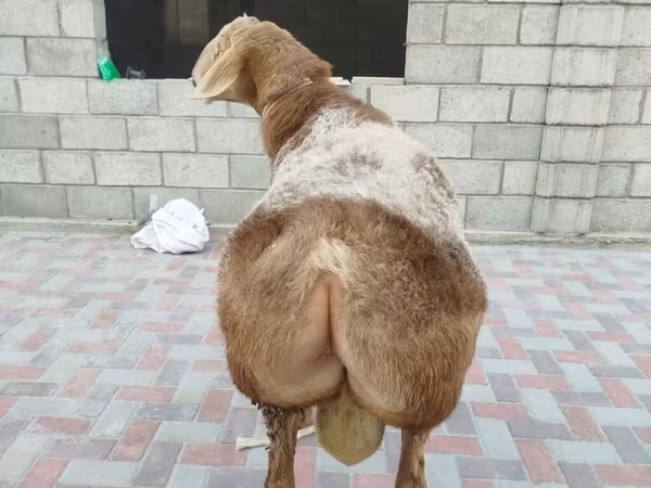 Кочкор, Рён кочкору