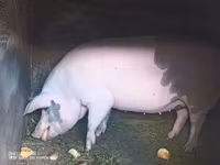 Säue, Schweine — Foto 1