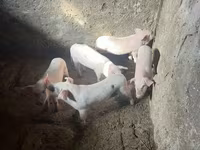 Էգ խոզ, Խոզեր — լուսանկար 4