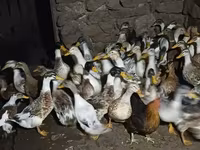 Ducks — լուսանկար 3