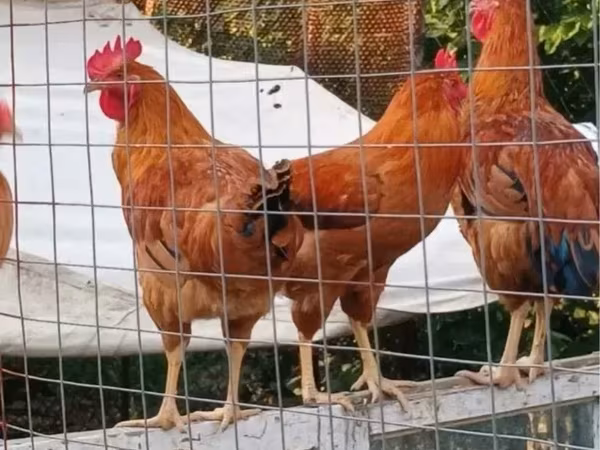 Chickens — Հայաստան