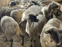 Widder, White Suffolk sheep — Foto 1