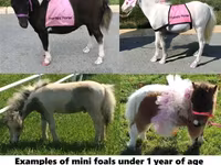 公马, Miniature horse — 照片 1