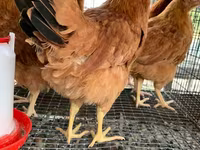 Chickens — फ़ोटो 5