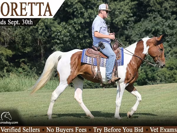 Էգ ձի, Tennessee Walking Horse