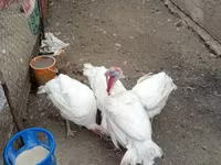 Turkeys — 1-сурет