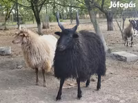 Қой, Racka sheep — 4-сурет