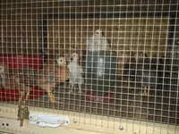 Chickens — الصورة 3