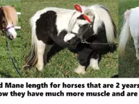 公马, Miniature horse — 照片 5