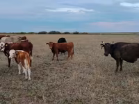 Կով, Ukrainian grey cattle — լուսանկար 2