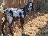Արու այծ, Kamori goats — լուսանկար 3