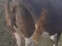गाय, मवेशी — फ़ोटो 3