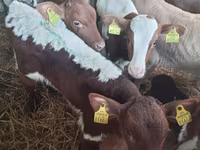 Touro, Simmental cattle — foto 1